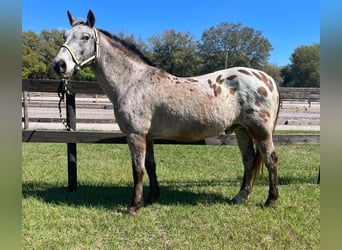 Appaloosa, Caballo castrado, 15 años, Alazán rojizo