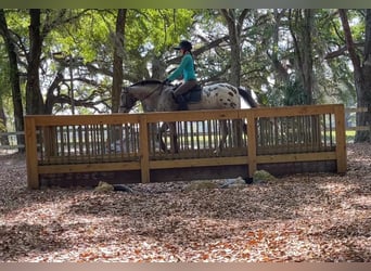 Appaloosa, Caballo castrado, 15 años, Alazán rojizo