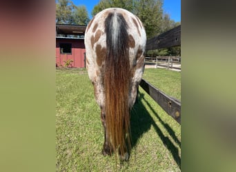 Appaloosa, Caballo castrado, 15 años, Alazán rojizo