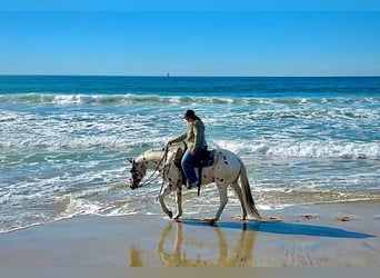 Appaloosa, Caballo castrado, 15 años, Alazán-tostado