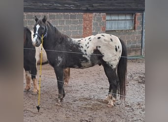 Appaloosa, Caballo castrado, 16 años, 143 cm