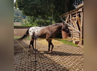 Appaloosa, Caballo castrado, 16 años, 143 cm