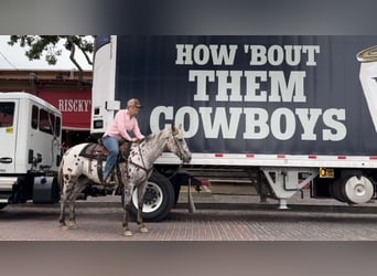 Appaloosa, Caballo castrado, 16 años, 145 cm, Castaño rojizo