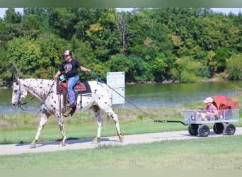 Appaloosa, Caballo castrado, 16 años, 152 cm, Alazán-tostado