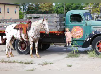 Appaloosa, Caballo castrado, 16 años, 152 cm, Alazán-tostado