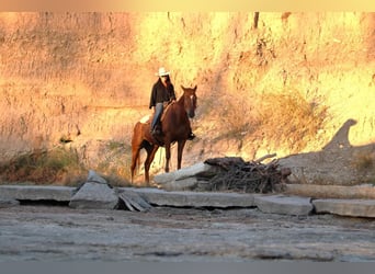 Appaloosa, Caballo castrado, 16 años, 152 cm, Ruano alazán