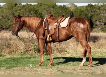 Appaloosa, Caballo castrado, 16 años, 152 cm, Ruano alazán