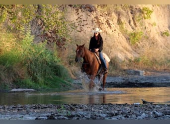 Appaloosa, Caballo castrado, 16 años, 152 cm, Ruano alazán