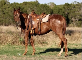 Appaloosa, Caballo castrado, 16 años, 152 cm, Ruano alazán