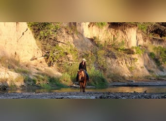 Appaloosa, Caballo castrado, 16 años, 152 cm, Ruano alazán