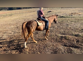 Appaloosa, Caballo castrado, 16 años, 152 cm, Ruano alazán