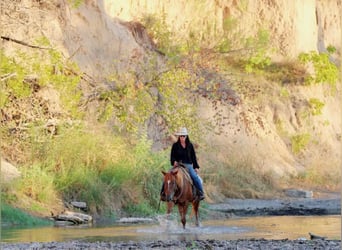 Appaloosa, Caballo castrado, 16 años, 152 cm, Ruano alazán