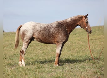 Appaloosa, Caballo castrado, 16 años, 152 cm, Ruano alazán