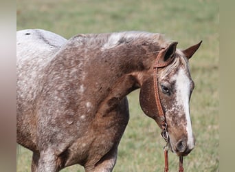 Appaloosa, Caballo castrado, 16 años, 152 cm, Ruano alazán