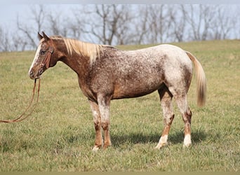 Appaloosa, Caballo castrado, 16 años, 152 cm, Ruano alazán