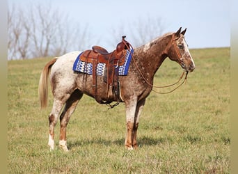 Appaloosa, Caballo castrado, 16 años, 152 cm, Ruano alazán