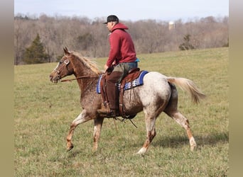 Appaloosa, Caballo castrado, 16 años, 152 cm, Ruano alazán