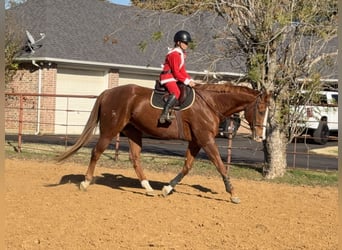 Appaloosa, Caballo castrado, 16 años, 173 cm, Alazán-tostado
