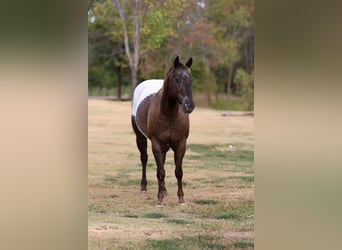 Appaloosa, Caballo castrado, 16 años