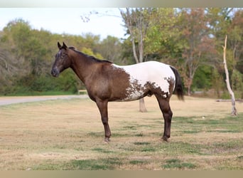 Appaloosa, Caballo castrado, 16 años