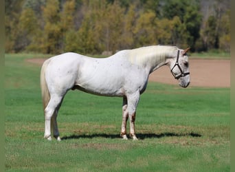 Appaloosa, Caballo castrado, 16 años, White/Blanco