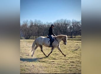 Appaloosa, Caballo castrado, 17 años, 142 cm, Castaño