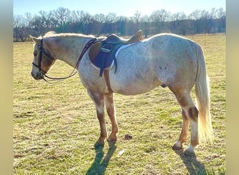 Appaloosa, Caballo castrado, 17 años, 142 cm, Castaño