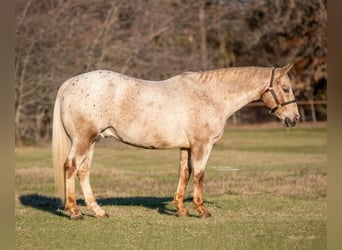 Appaloosa, Caballo castrado, 17 años, 142 cm, Castaño