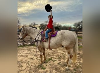 Appaloosa, Caballo castrado, 17 años, 142 cm, Castaño