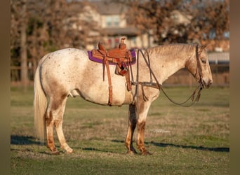 Appaloosa, Caballo castrado, 17 años, 142 cm, Castaño