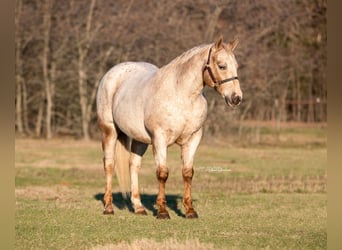 Appaloosa, Caballo castrado, 17 años, 142 cm, Castaño