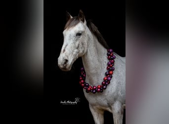 Appaloosa Mestizo, Caballo castrado, 17 años, 150 cm, Tordo picazo