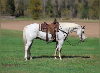 Appaloosa, Caballo castrado, 17 años, White/Blanco