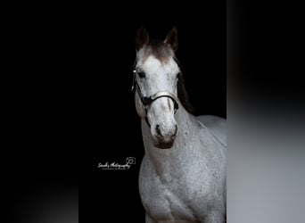 Appaloosa Mestizo, Caballo castrado, 18 años, 150 cm, Tordo picazo