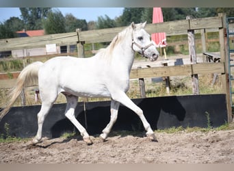 Appaloosa, Caballo castrado, 19 años
