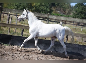 Appaloosa, Caballo castrado, 19 años
