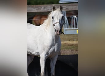 Appaloosa, Caballo castrado, 19 años