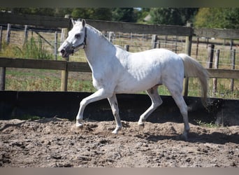 Appaloosa, Caballo castrado, 19 años