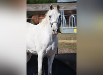 Appaloosa, Caballo castrado, 19 años