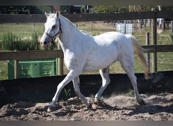 Appaloosa, Caballo castrado, 19 años