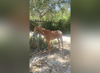Appaloosa, Caballo castrado, 1 año, 125 cm, Alazán