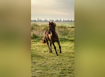 Appaloosa Mestizo, Caballo castrado, 1 año, 146 cm, Castaño