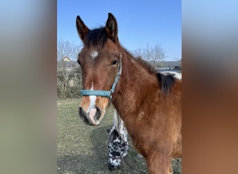 Appaloosa, Caballo castrado, 1 año, 152 cm, Castaño