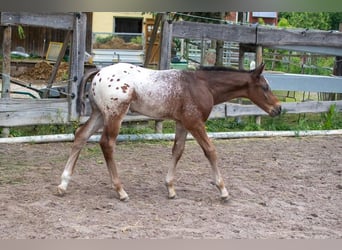 Appaloosa, Caballo castrado, 1 año, Castaño-ruano