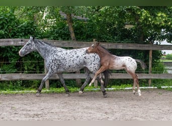 Appaloosa, Caballo castrado, 1 año, Castaño-ruano