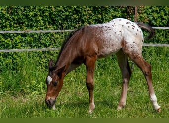 Appaloosa, Caballo castrado, 1 año, Castaño-ruano