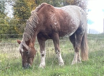 Appaloosa Mestizo, Caballo castrado, 21 años, 155 cm