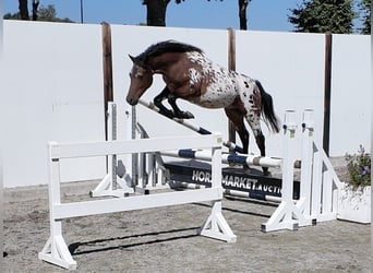 Appaloosa, Caballo castrado, 2 años, 142 cm, Atigrado/Moteado