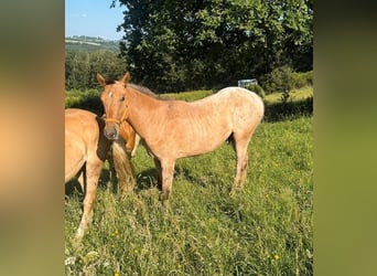 Appaloosa, Caballo castrado, 2 años, 150 cm