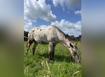 Appaloosa, Caballo castrado, 2 años, 151 cm, Castaño-ruano